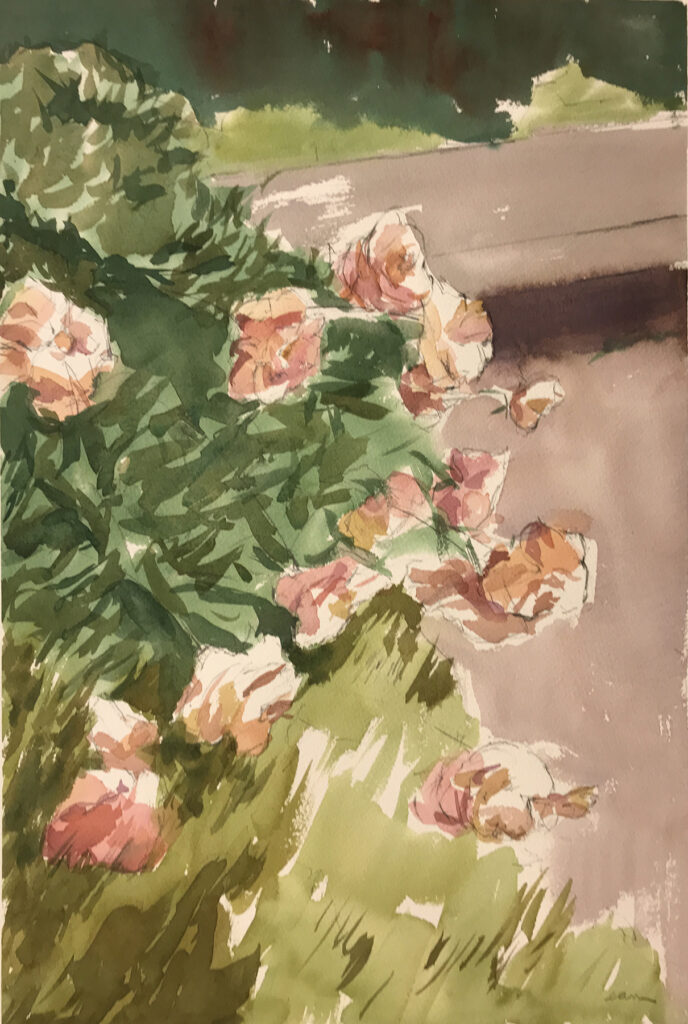 Peonies Falling Over